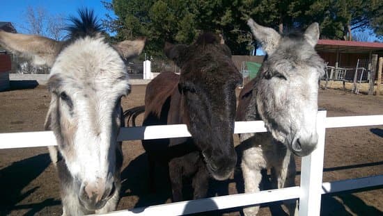 Place Amigos del Burro - Burrolandia