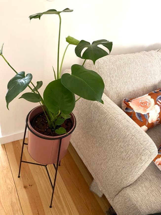 Product Monstera Deliciosa