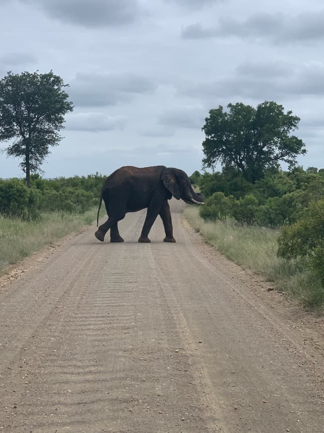 Place Parque nacional Kruger