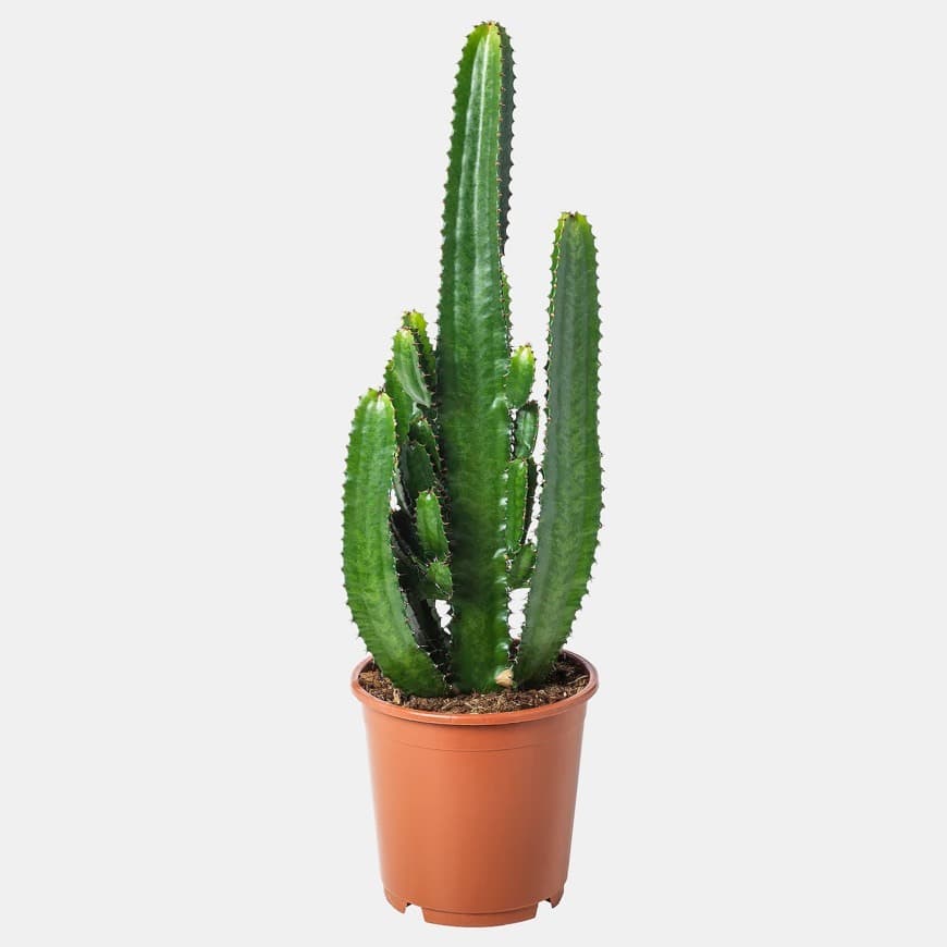 Product CACTUS