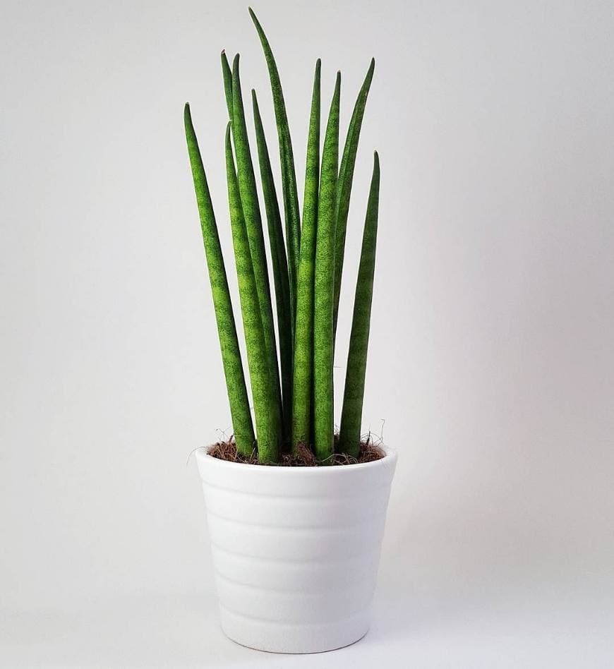 Product Sansevieria cilindrica