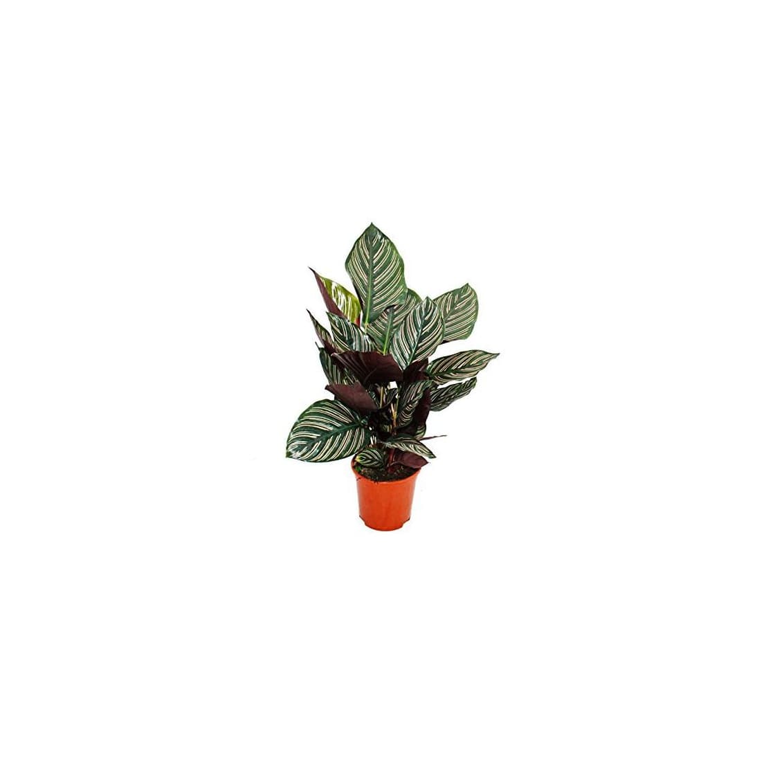 Producto Shadowplant with unusual leafpatterns