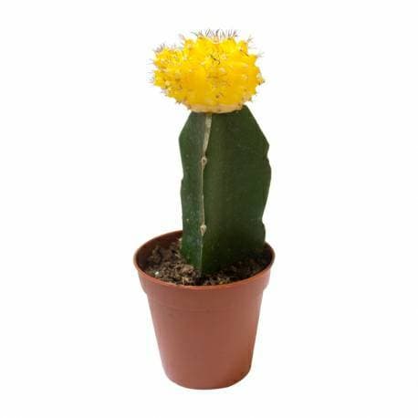 Product Cactus injertado color amarillo