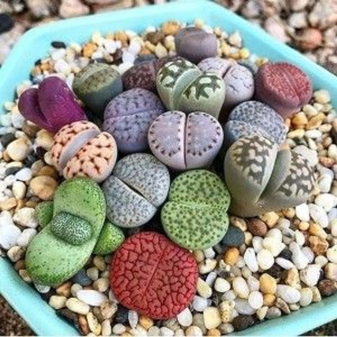 Producto Suculentas Lithops 😍