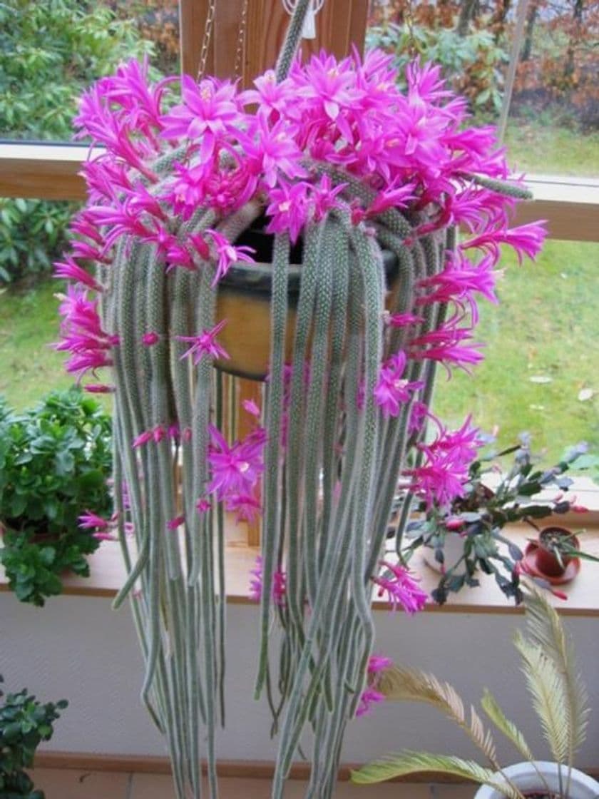 Producto Aporocactus