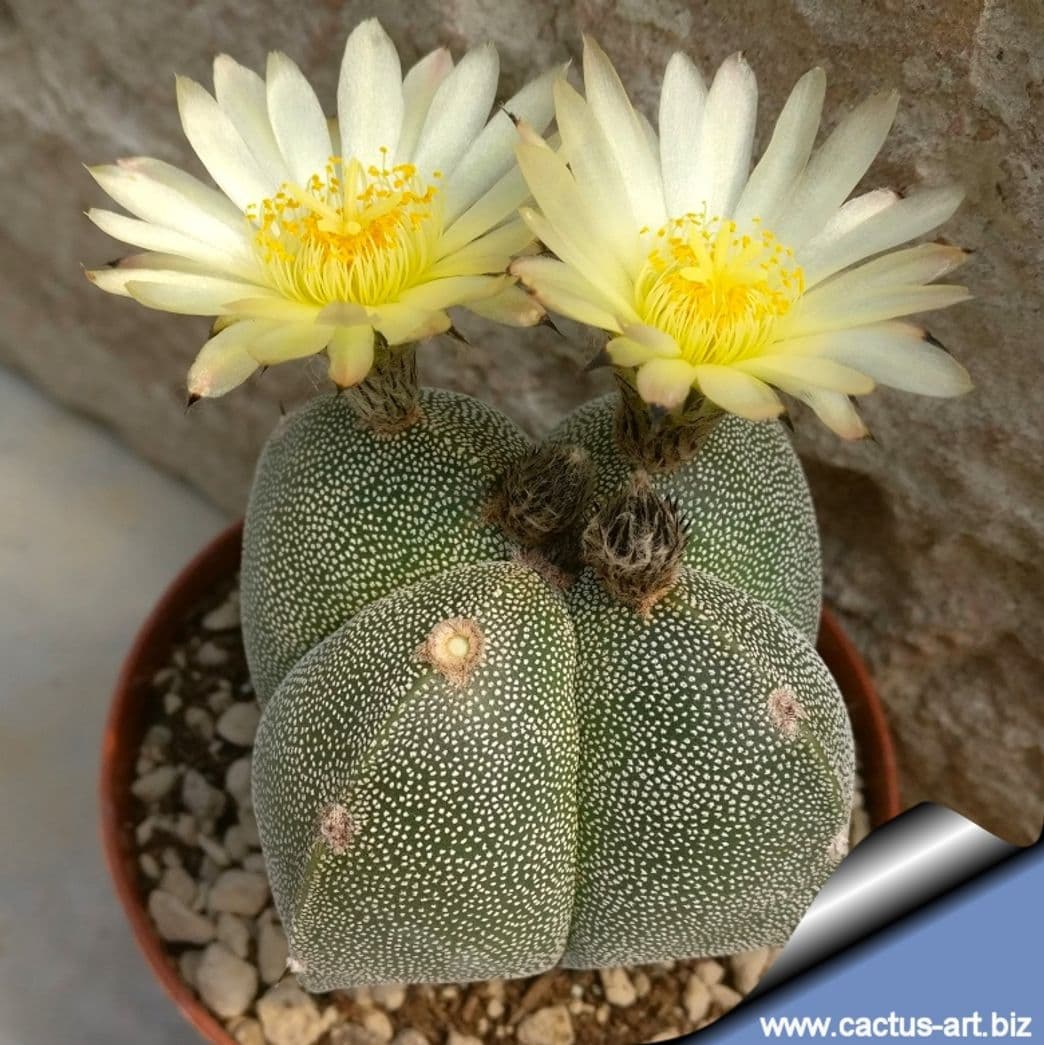 Producto Astrophytum myriostigma 