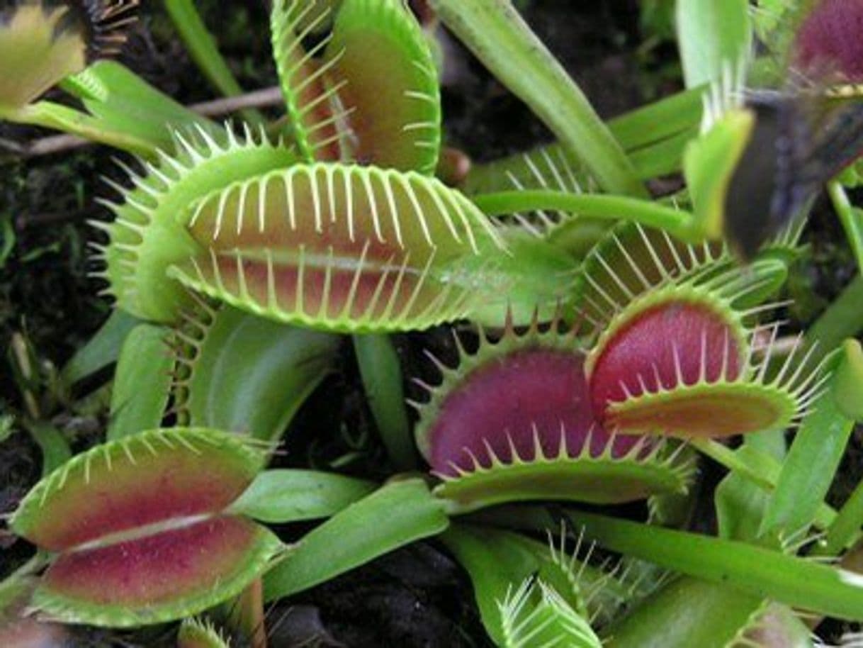 Lugar Planta Carnivora Dionaea muscipula