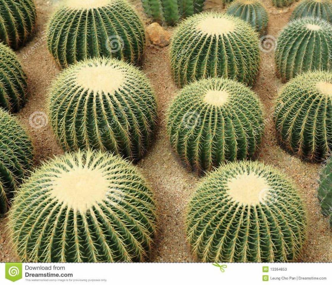 Producto Cactaceae