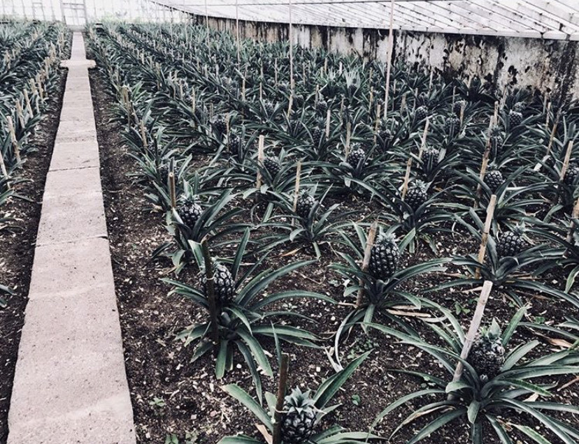 Lugar Plantação de Ananás dos Açores