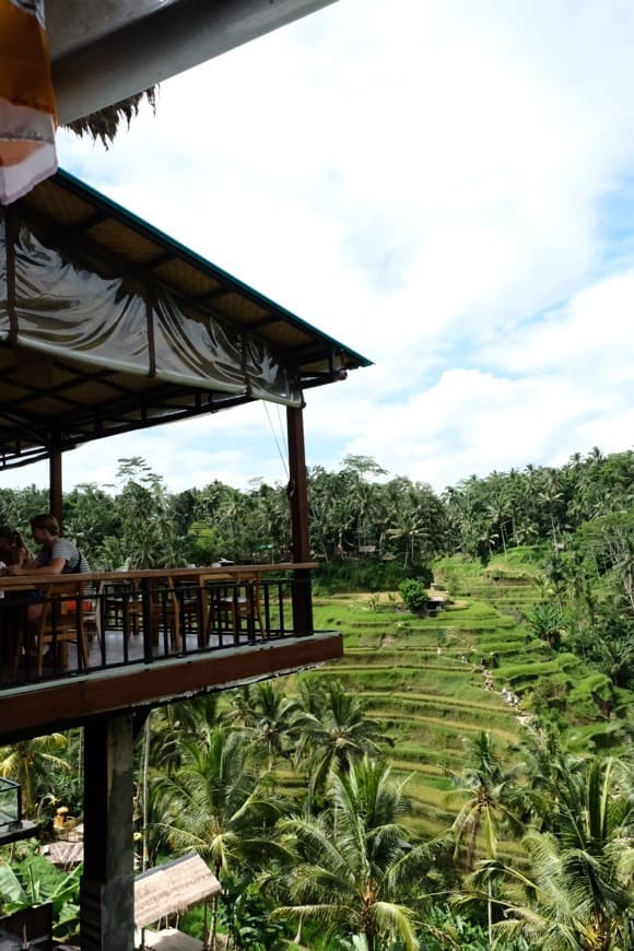 Place Rice fields