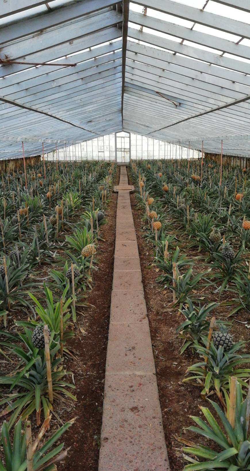 Lugar Plantação de Ananás dos Açores