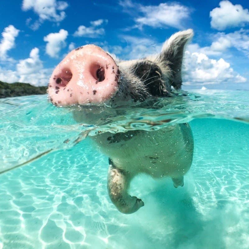 Place Swimming Pigs of Noname Cay