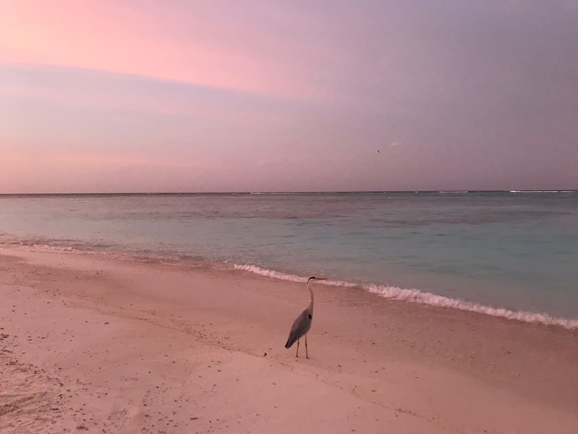 Lugar Meeru Island Resort & Spa