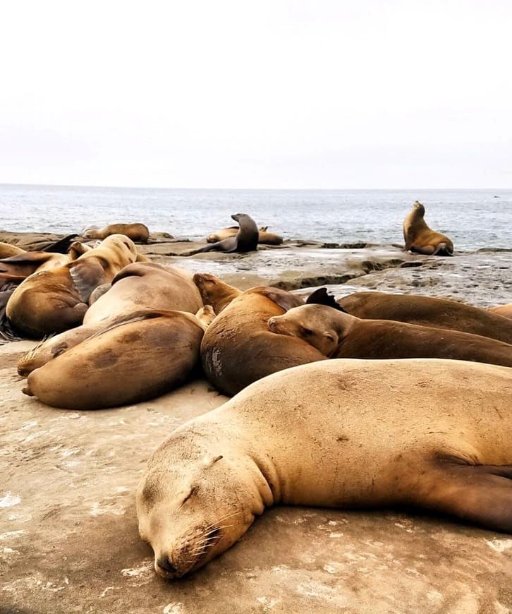 Place La Jolla Cove