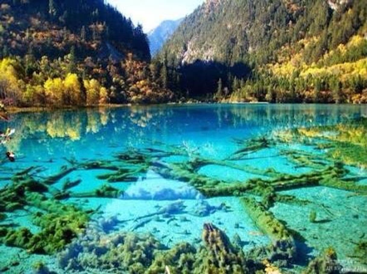 Moda Sonidos de una tarde en el lago, pájaros....naturaleza 🏞