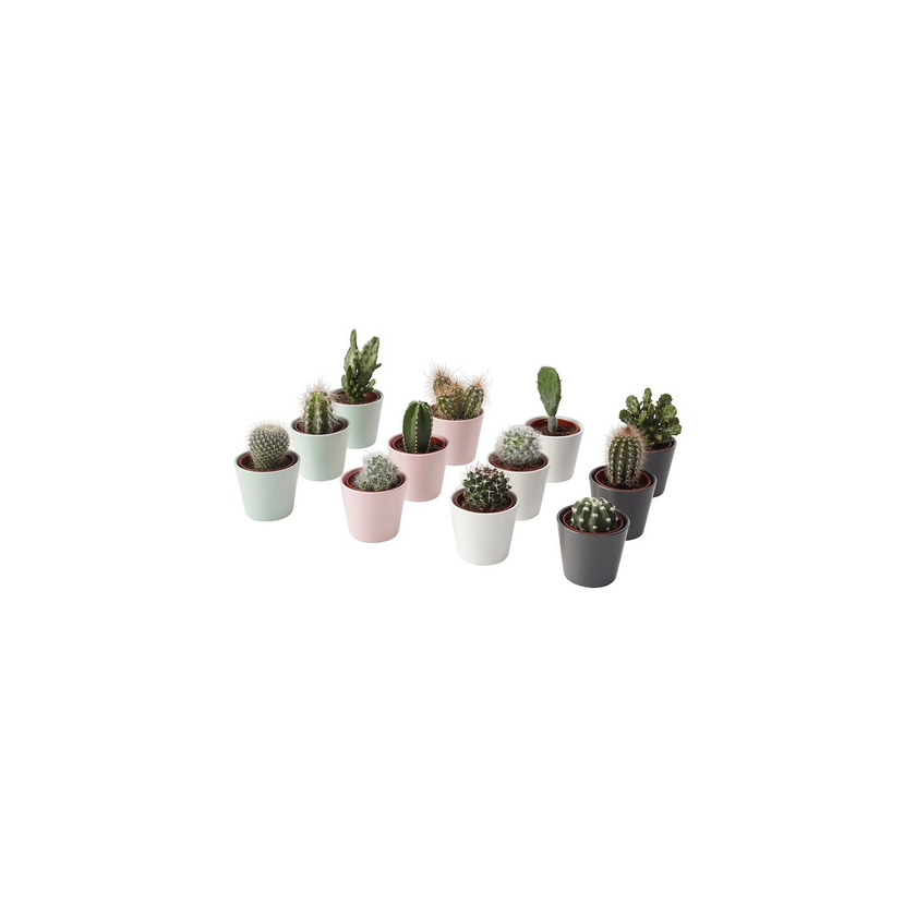 Product Mini Cactos 