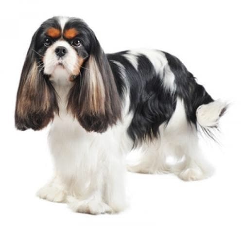 Fashion Cavalier king charles