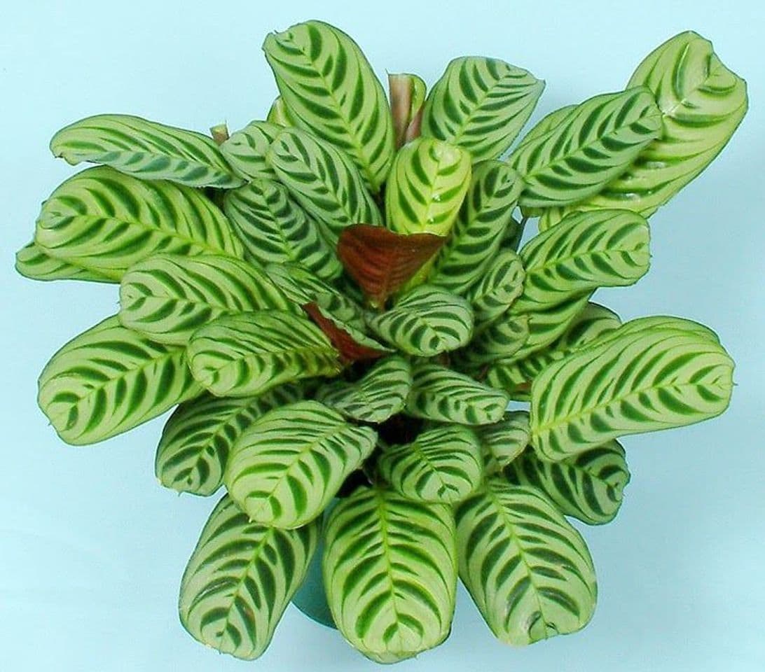 Producto Calathea Burle Marx