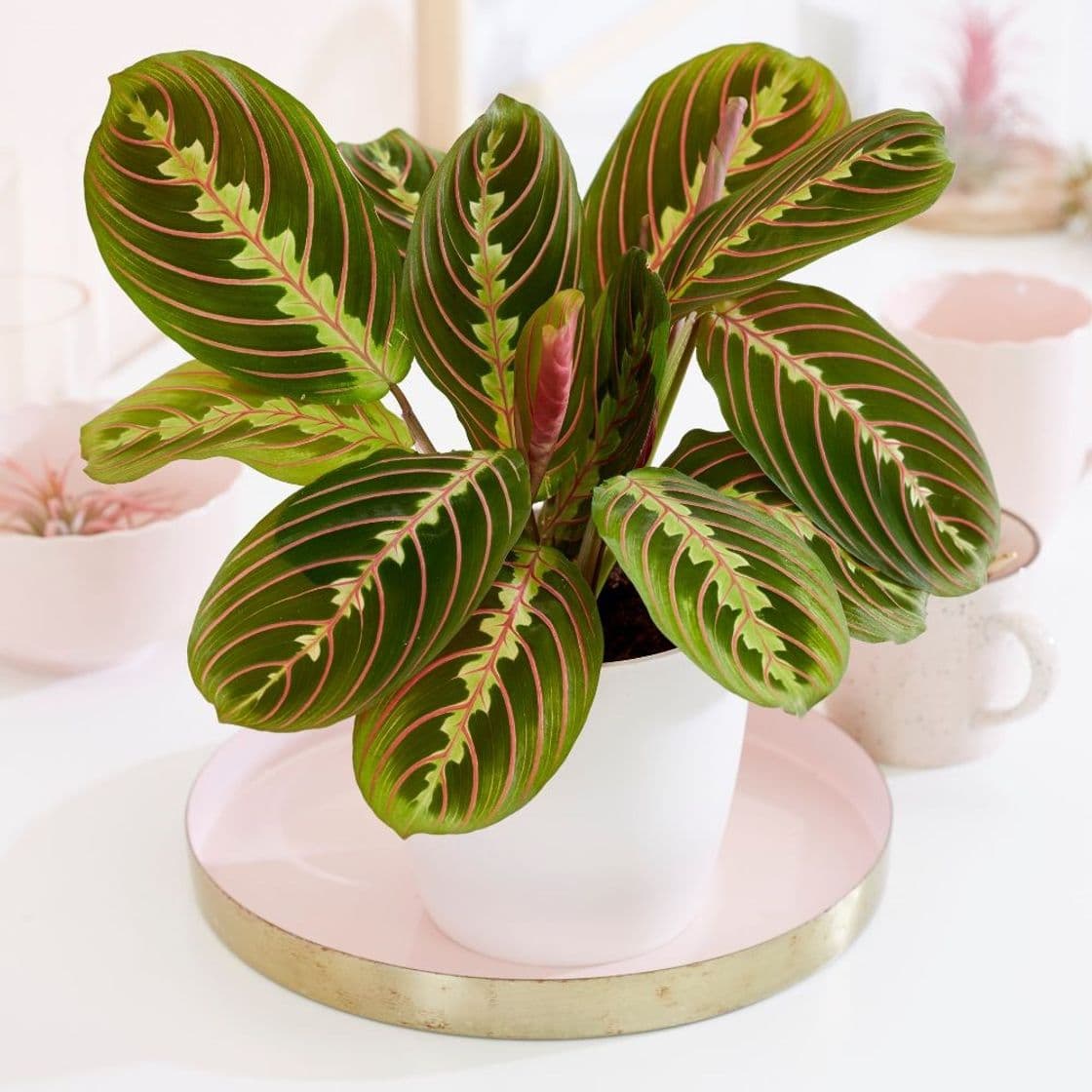 Producto Maranta Leuconeura “Fascinator”