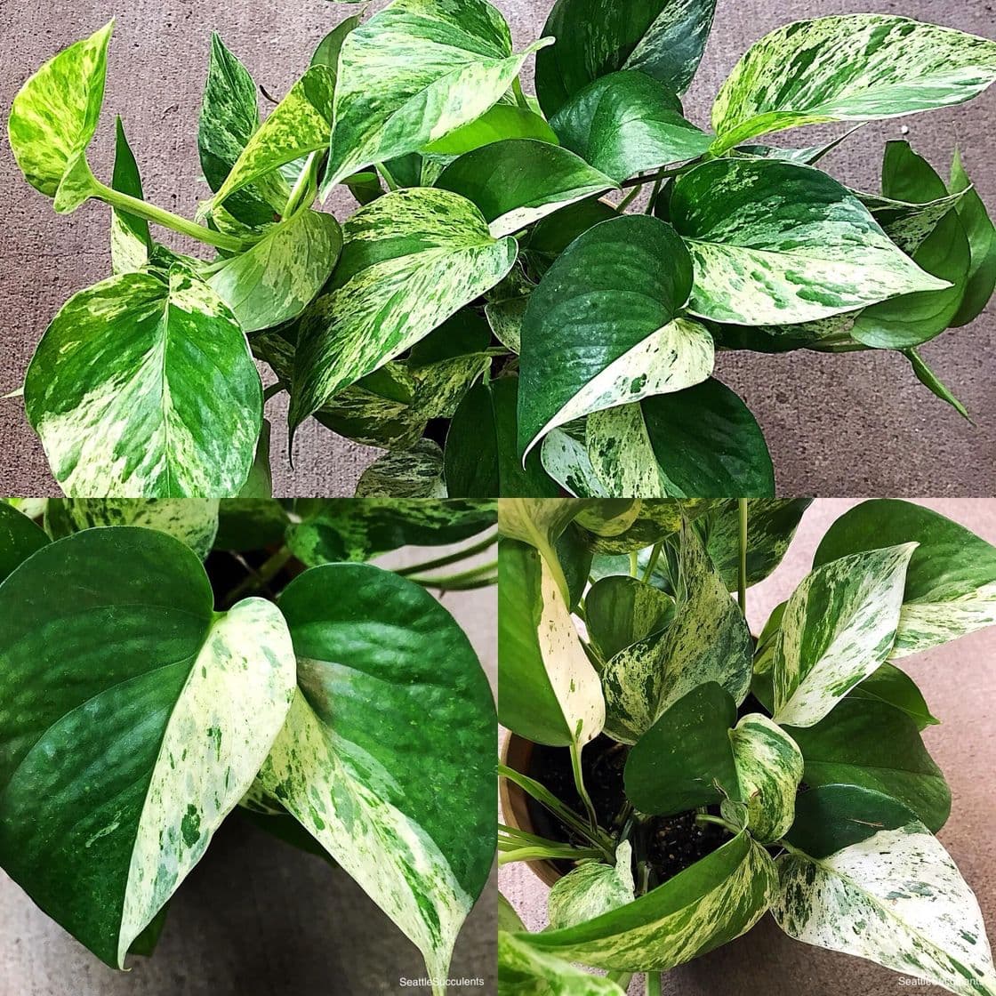 Producto Pothos Variegata