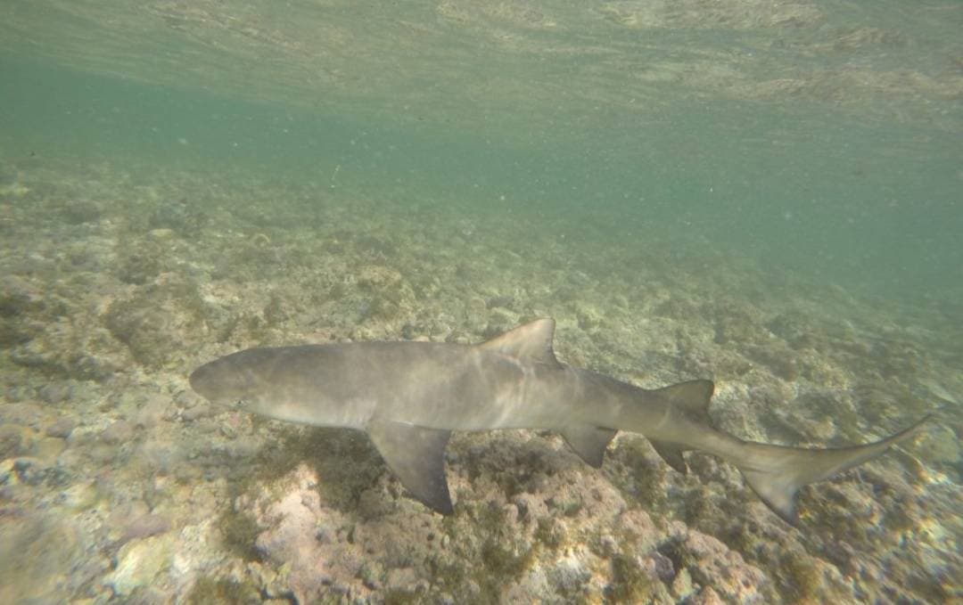 Fashion Baía da Parda - Shark Bay