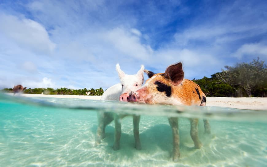 Place Pigs Island