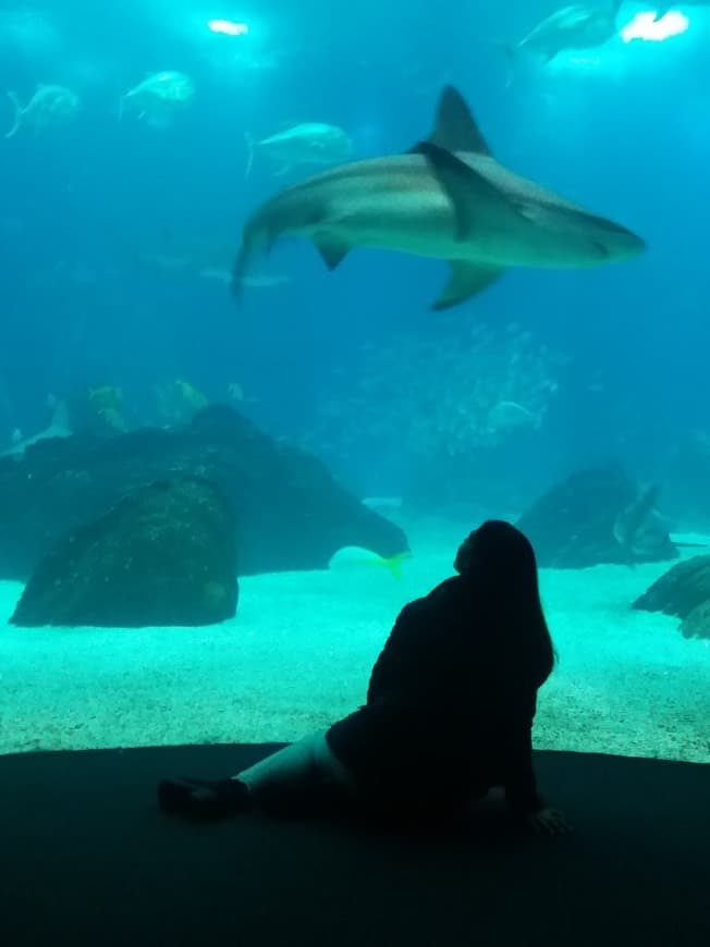 Place Oceanario de Lisboa