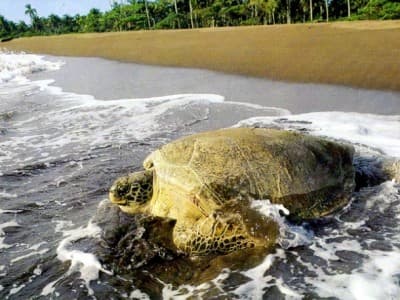 Place Tortuguero National Park