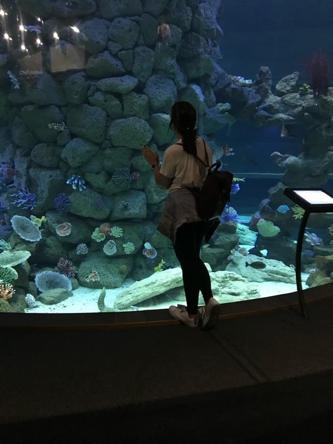 Lugar Poema del Mar Aquarium