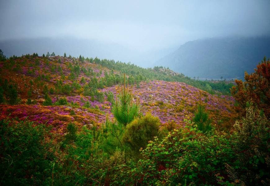 Lugar Mata da Albergaria (Gerês)