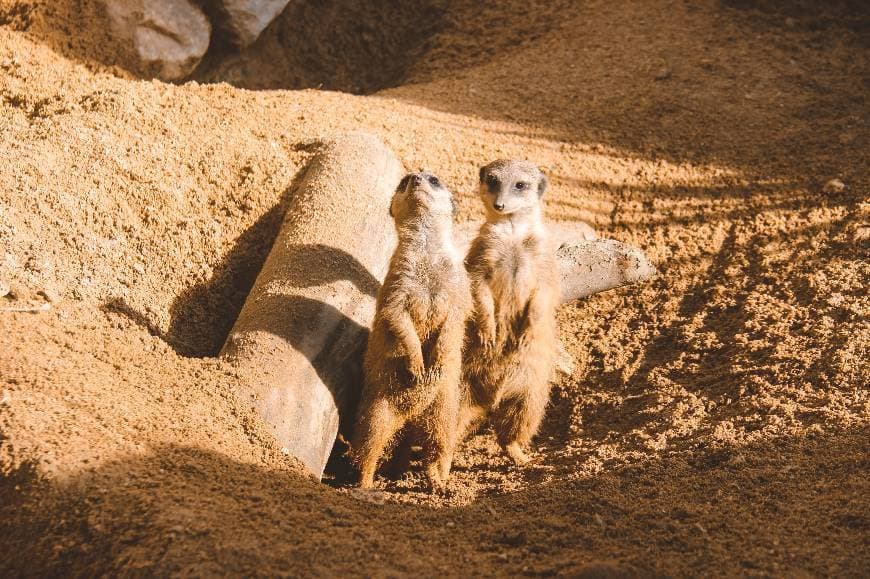 Lugar Jardim Zoológico de Lisboa