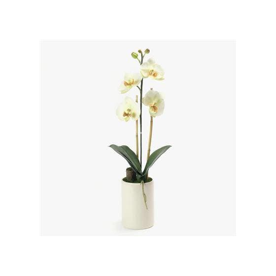 Producto Orquídea branca