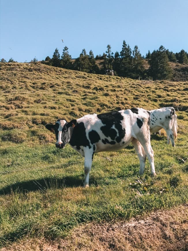 Place Açores