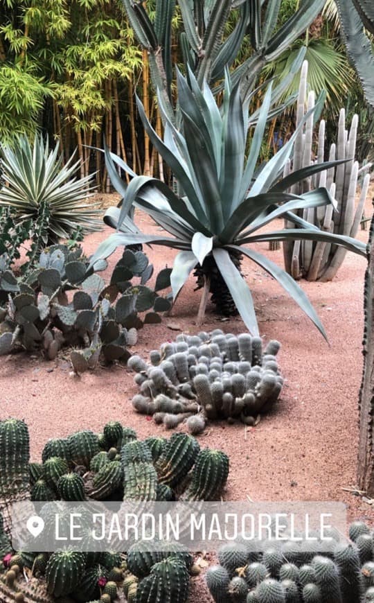 Lugar Le Jardin Majorelle