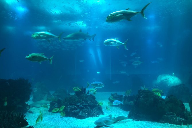 Lugar Oceanario de Lisboa