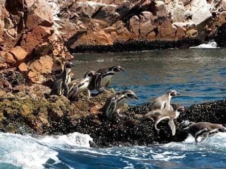 Lugar Islas Ballestas