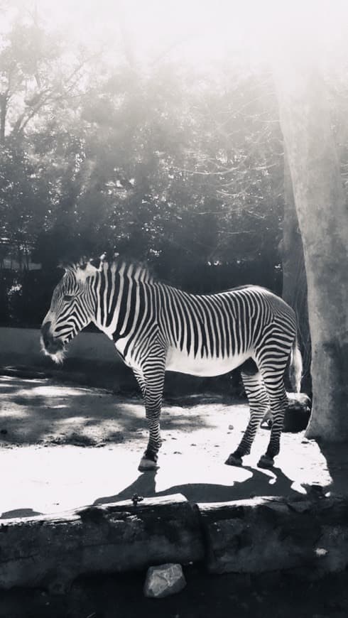 Lugar Jardim Zoológico de Lisboa