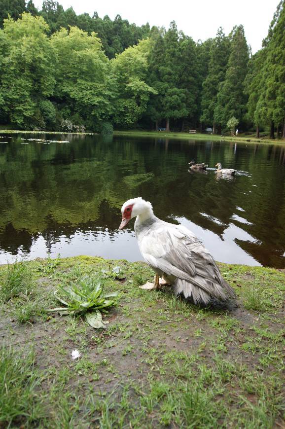 Lugar Lagoa das Patas