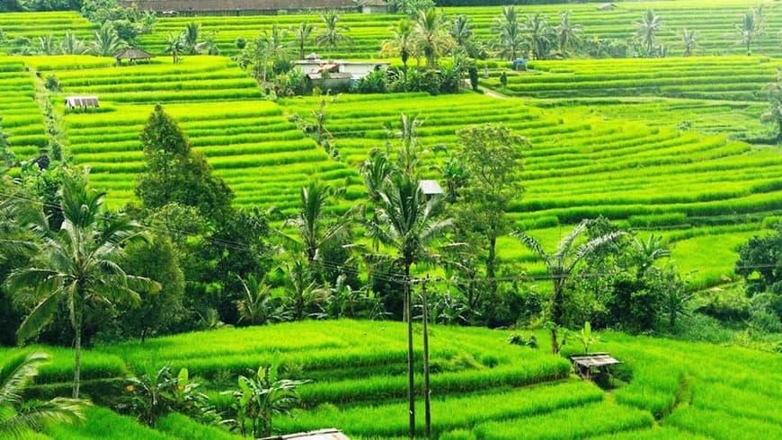 Place Jatiluwih Rice Terraces