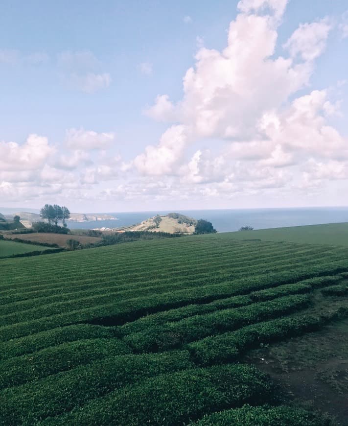 Lugar Chá Gorreana