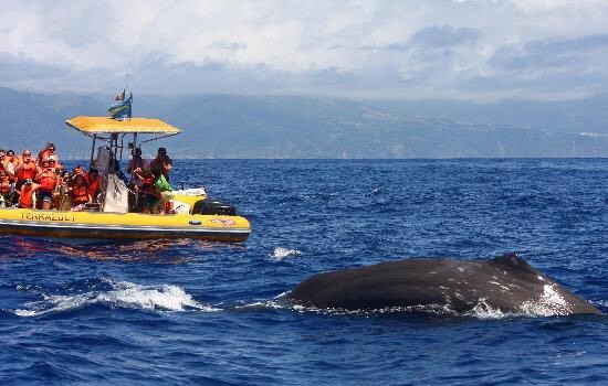 Lugar Azores Whale Watching TERRA AZUL™