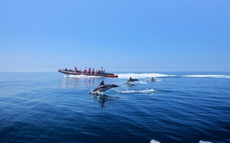 Moda Passeio barco observação golfinhos