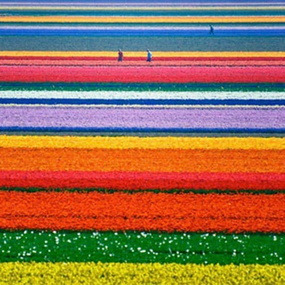 Lugar Tulips from Amsterdam