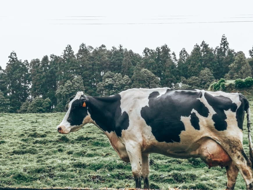 Lugar São Miguel Island