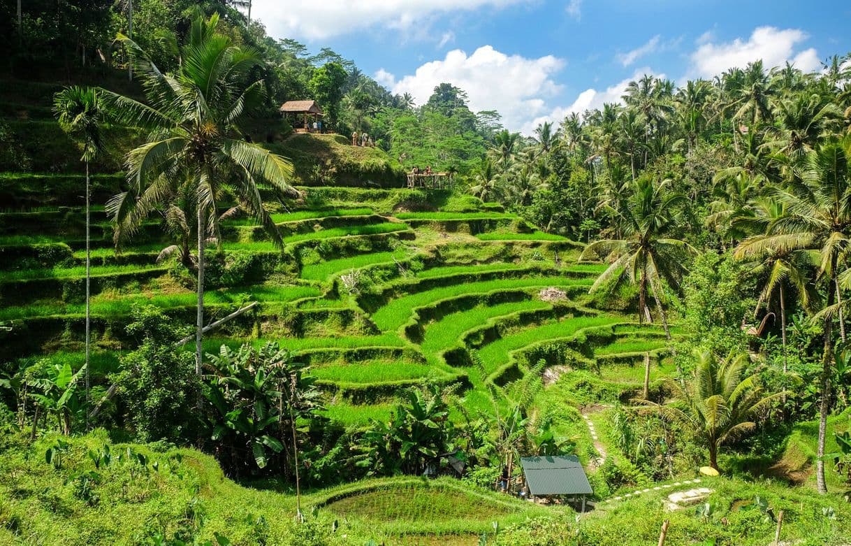 Place Ubud