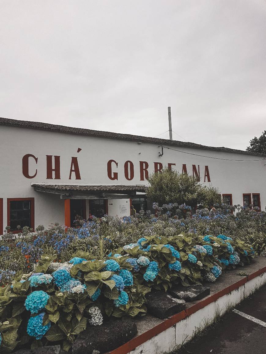 Lugar Chá Gorreana