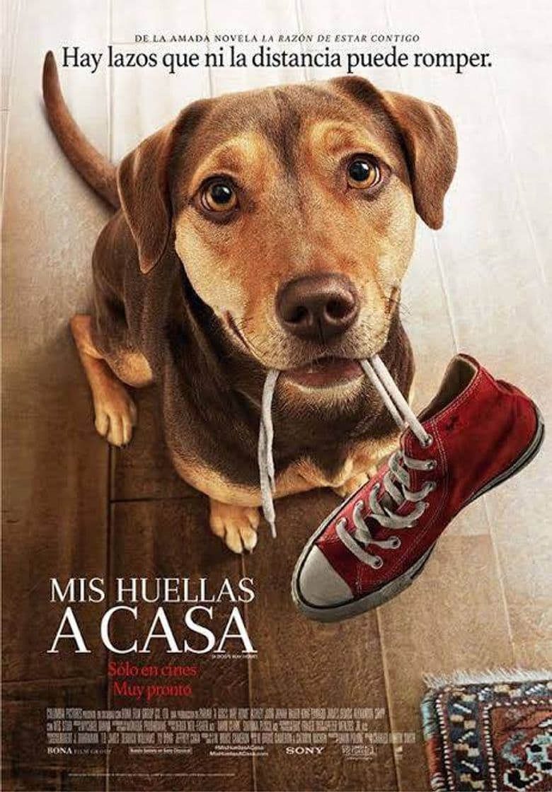 Película MIS HUELLAS A CASA |