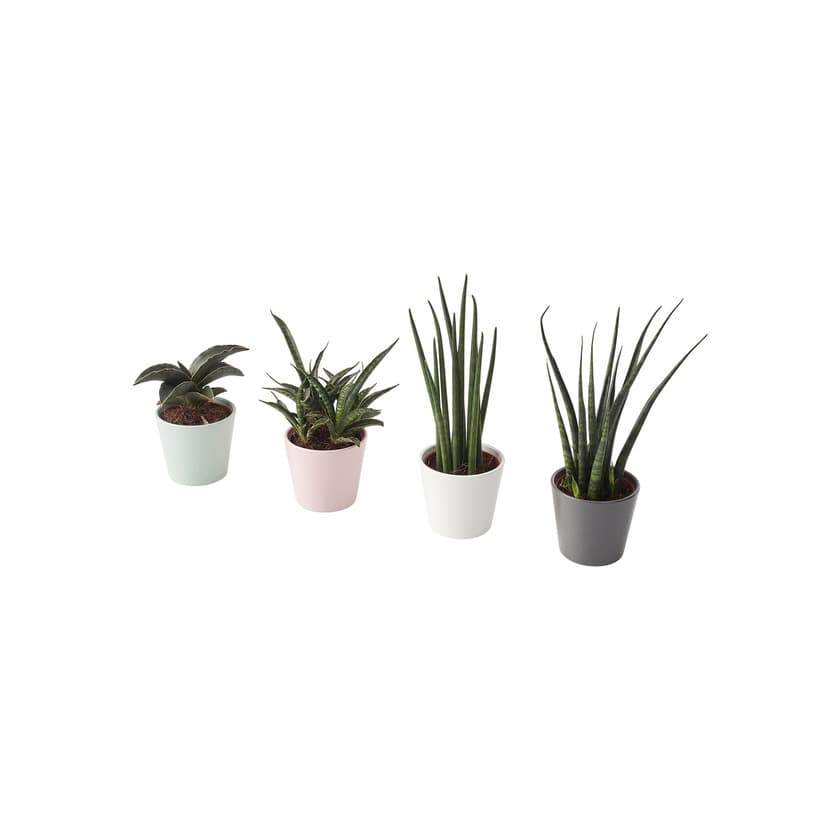 Producto SANSEVIERIA IKEA