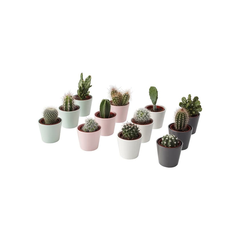 Producto CACTACEAE IKEA