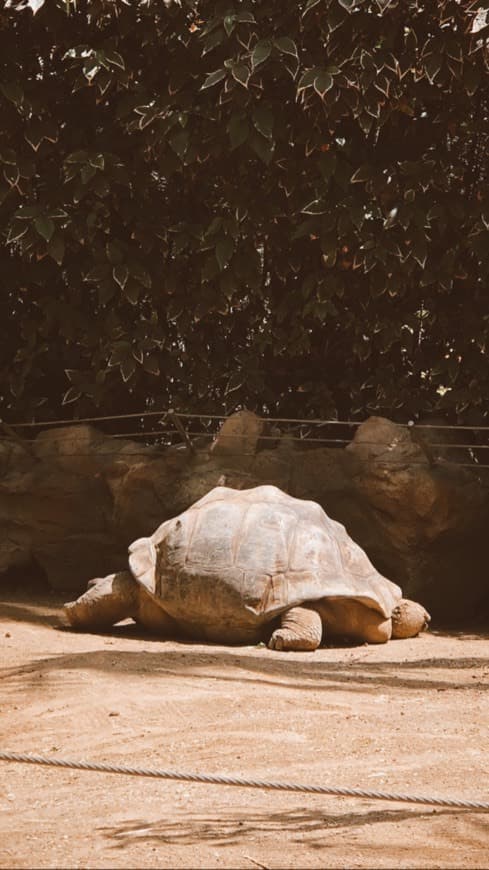 Place Loro Parque